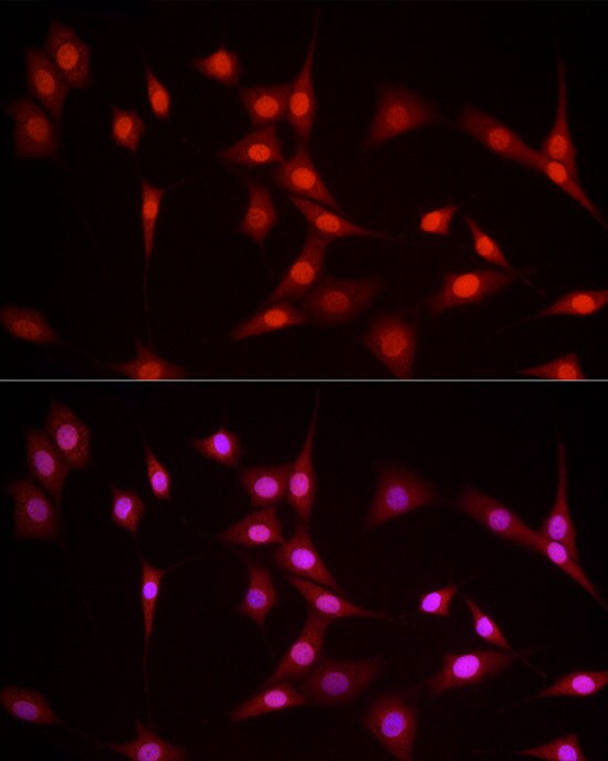 NFIA Antibody - BSA Free