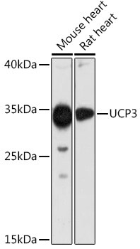 UCP3 Antibody - Azide and BSA Free