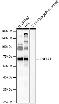 ZNF471 Antibody - Azide and BSA Free