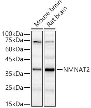 NMNAT-2 Antibody NMNAT-2 Antibody