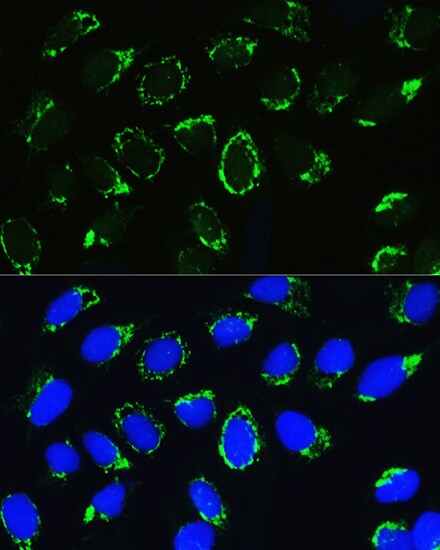 PTCD3 Antibody - BSA Free