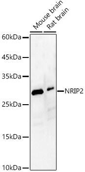 Nrip2 Antibody - Azide and BSA Free
