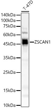 ZSCAN1 Antibody - Azide and BSA Free