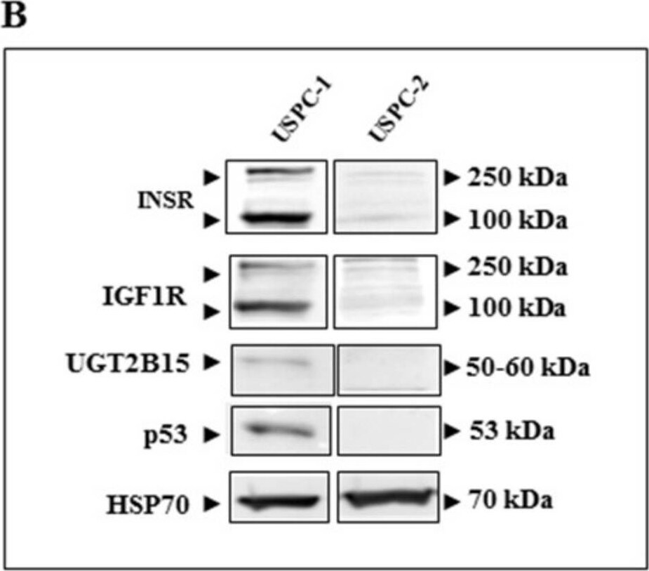 UGT2B15 Antibody - Azide and BSA Free