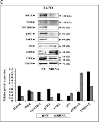 UGT2B15 Antibody - Azide and BSA Free