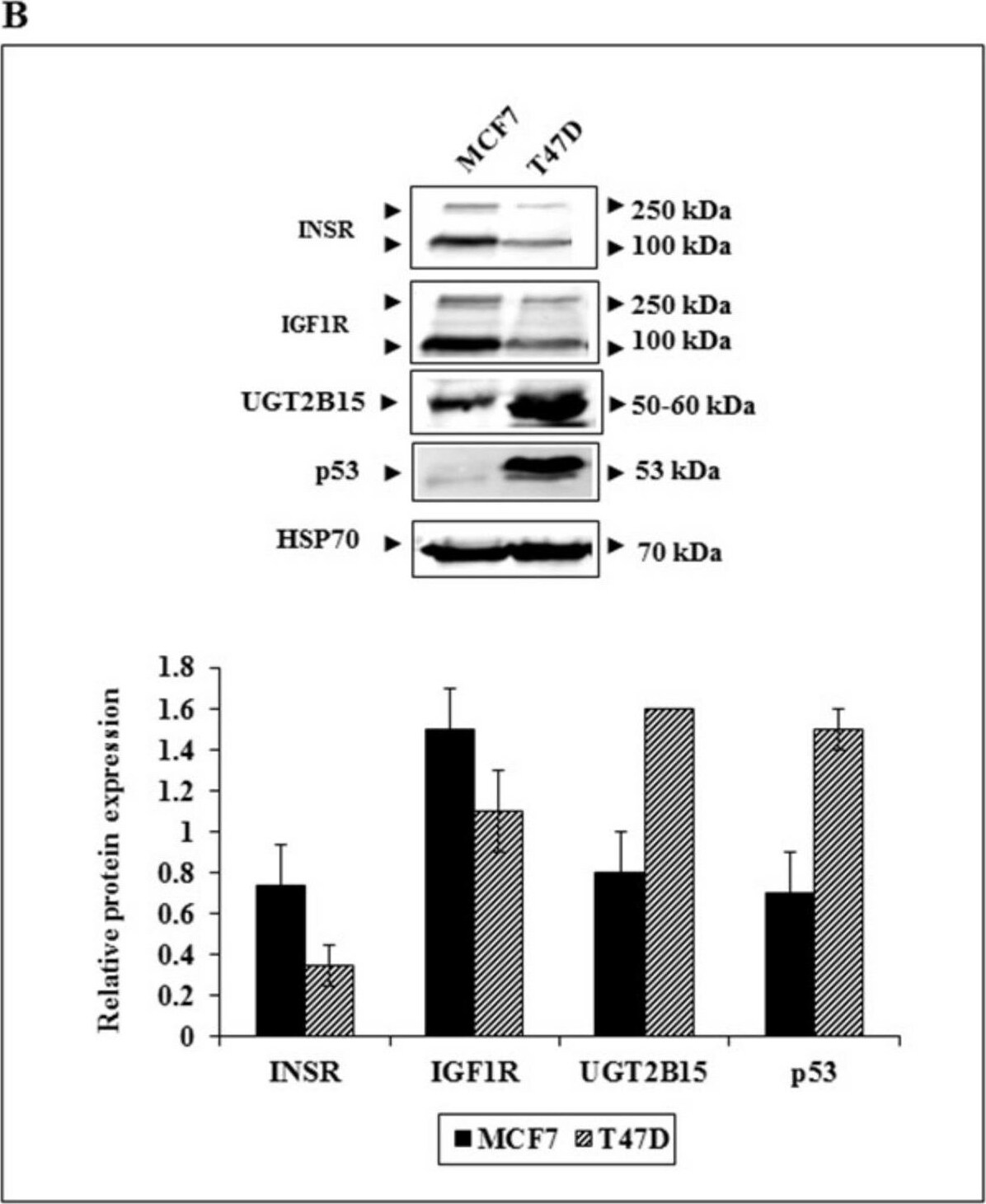 UGT2B15 Antibody - Azide and BSA Free