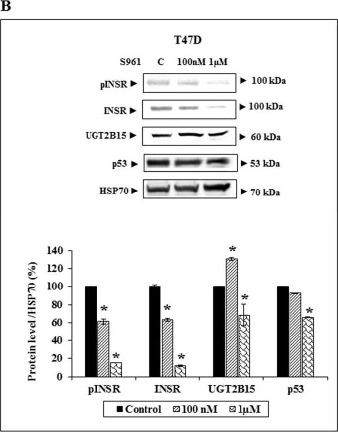 UGT2B15 Antibody - Azide and BSA Free