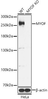 Myoferlin Antibody - Azide and BSA Free