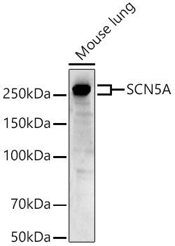 Nav1.5 Antibody - Azide and BSA Free