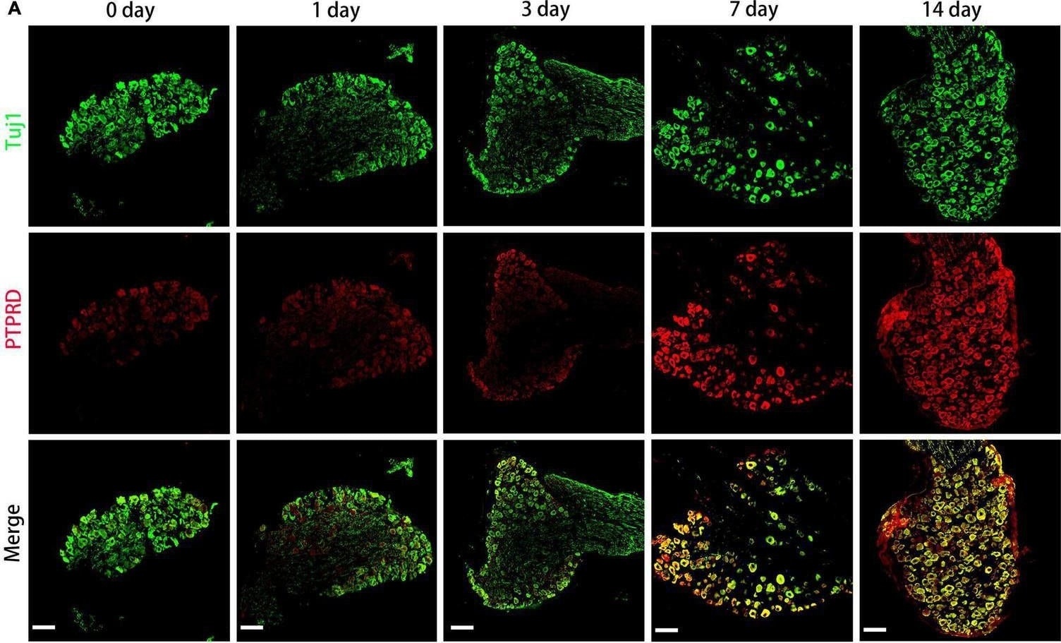 PTPRD Antibody - BSA Free
