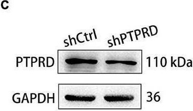 PTPRD Antibody - BSA Free