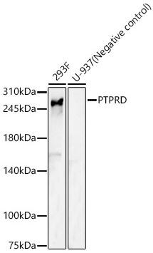 PTPRD Antibody