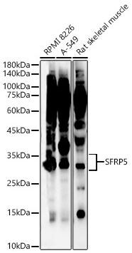sFRP-5 Antibody sFRP-5 Antibody