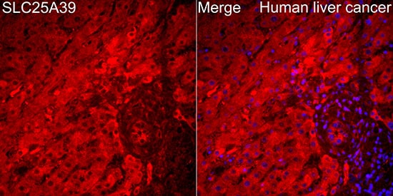 SLC25A39 Antibody - Azide and BSA Free