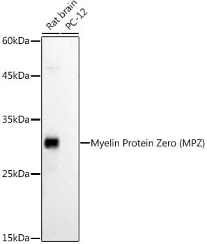 Myelin Protein Zero Antibody - BSA Free