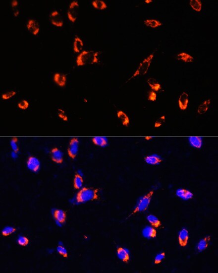 TOMM20 Antibody - Azide and BSA Free