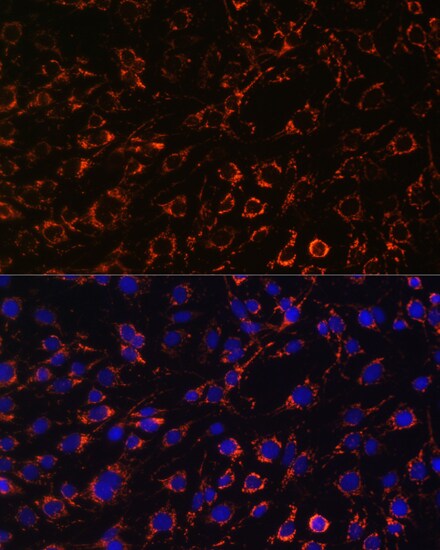 TOMM20 Antibody - Azide and BSA Free
