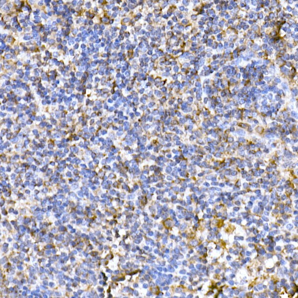 TOMM20 Antibody - Azide and BSA Free