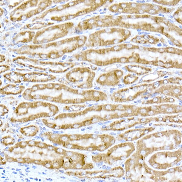 TOMM20 Antibody - Azide and BSA Free