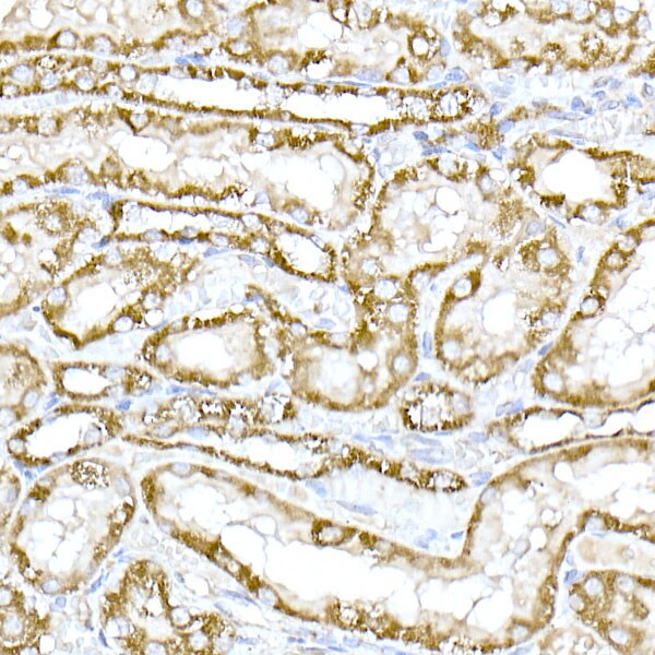 TOMM20 Antibody - Azide and BSA Free