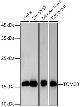 TOMM20 Antibody - Azide and BSA Free