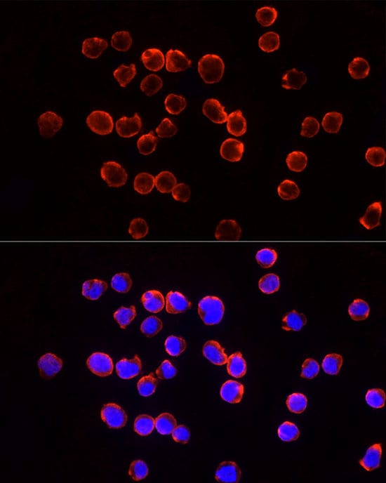 TSG101 Antibody - Azide and BSA Free