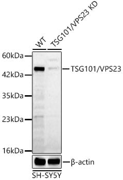 TSG101 Antibody - Azide and BSA Free