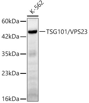 TSG101 Antibody - Azide and BSA Free