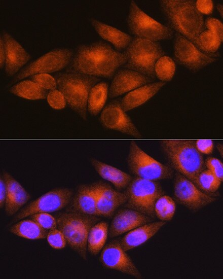 WFS1 Antibody - BSA Free