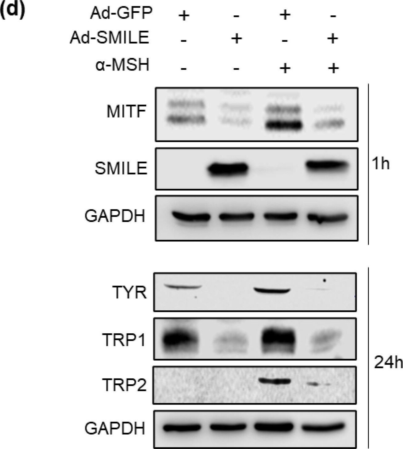 Zhangfei Antibody - Azide and BSA Free