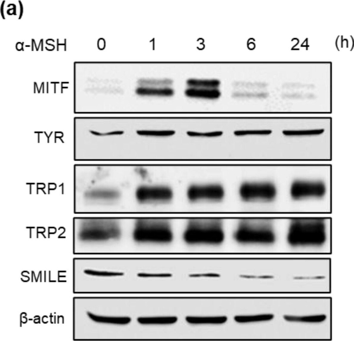 Zhangfei Antibody - Azide and BSA Free