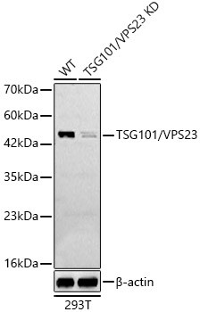 TSG101 Antibody - Azide and BSA Free