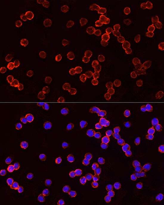 TSG101 Antibody - Azide and BSA Free