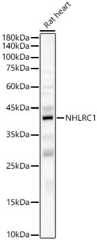 NHLRC1 Antibody - Azide and BSA Free
