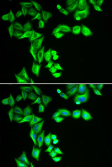 SG2NA Antibody - BSA Free
