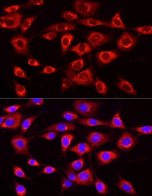 MTTP Antibody - Azide and BSA Free