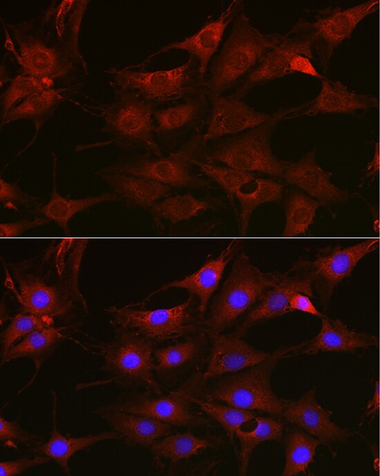 Rac1 Antibody - Azide and BSA Free