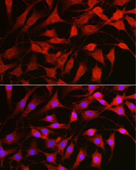 Rac1 Antibody - Azide and BSA Free