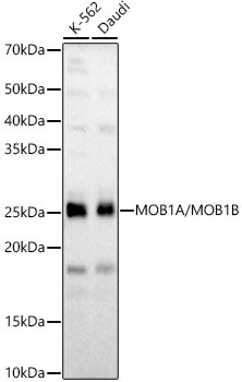 MOB4A/MOBKL1B Antibody - Azide and BSA Free