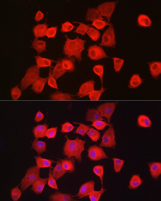 Notch-1 Antibody - Azide and BSA Free