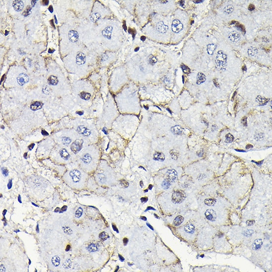 Notch-1 Antibody - Azide and BSA Free