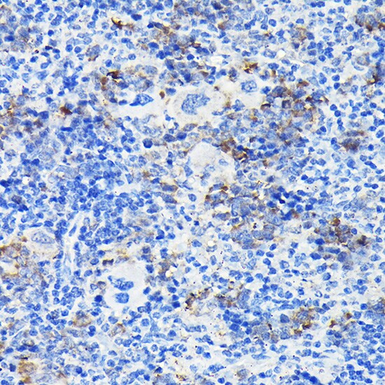 Notch-1 Antibody - Azide and BSA Free