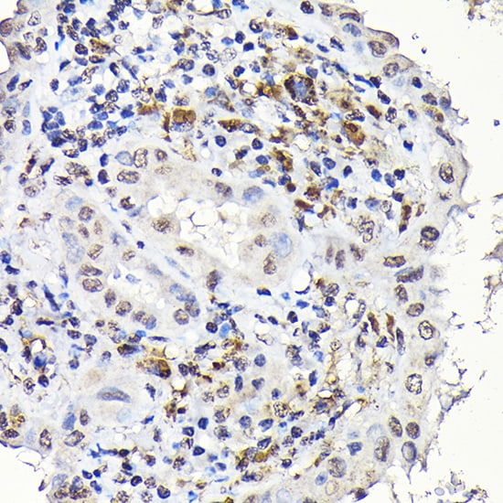 Notch-1 Antibody - Azide and BSA Free