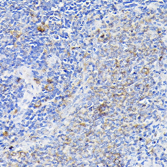Notch-1 Antibody - Azide and BSA Free