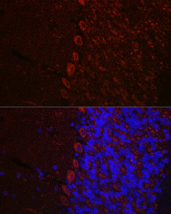 Orexin R1/HCRTR1 Antibody - Azide and BSA Free