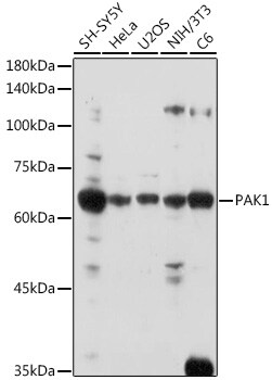 PAK1 Antibody - Azide and BSA Free