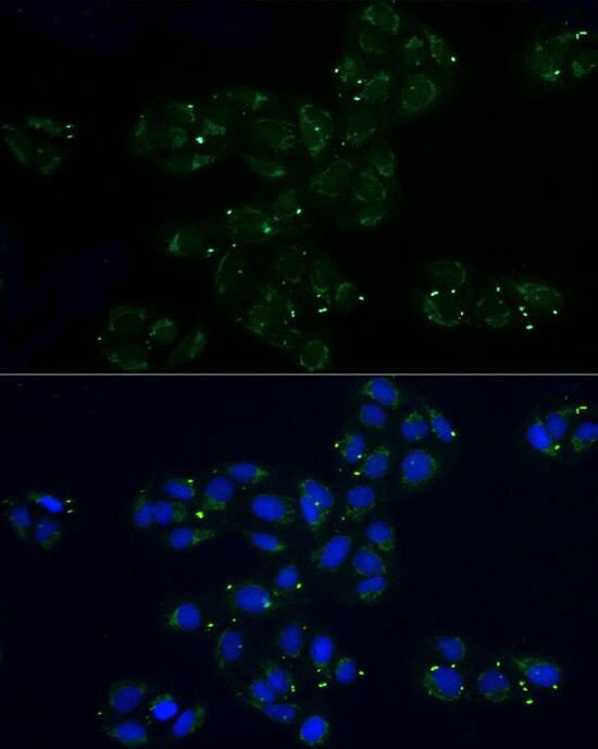 MRPL32 Antibody - BSA Free