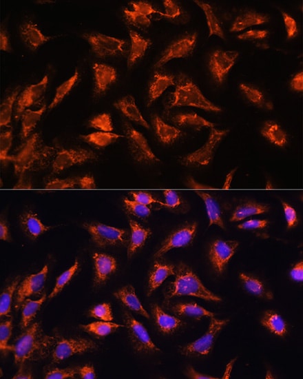 OCIAD2 Antibody - Azide and BSA Free