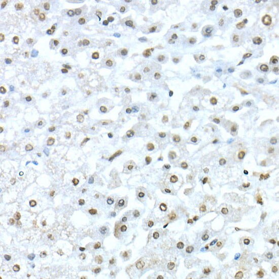 TEAD1 Antibody - Azide and BSA Free