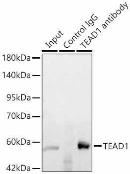 TEAD1 Antibody - Azide and BSA Free